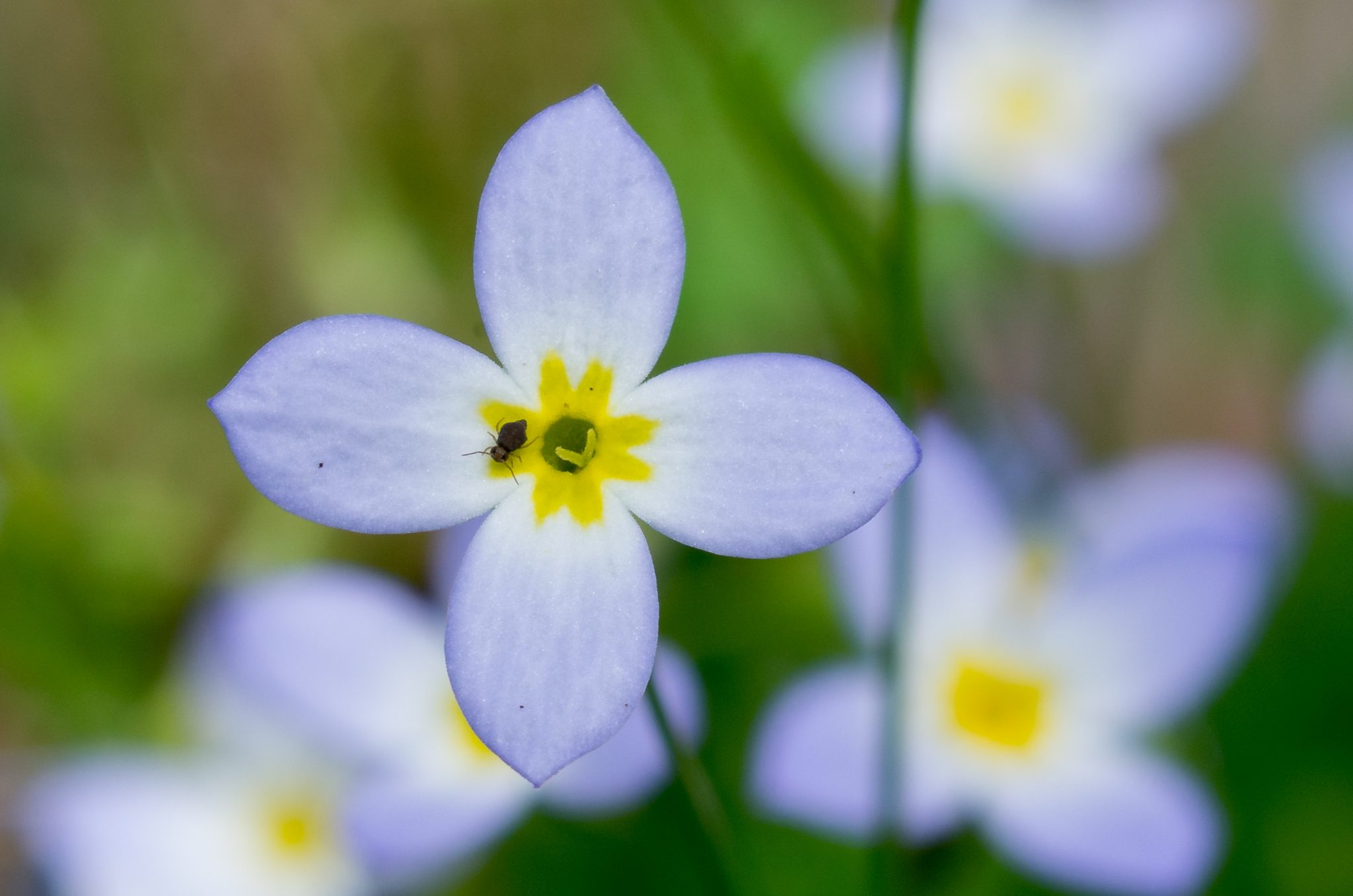 Hymn Reflection #8-- Why?