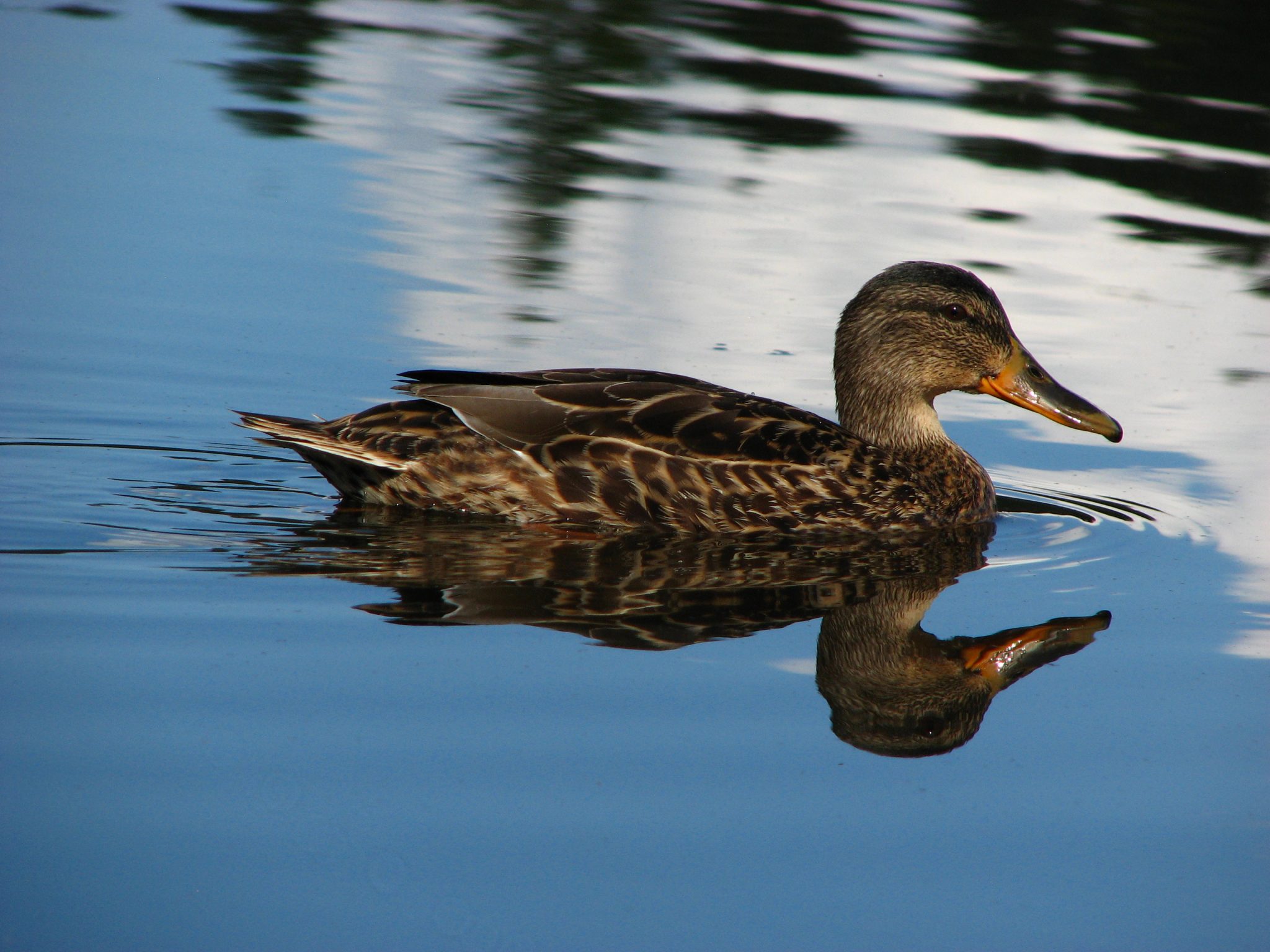 Hymn Reflection #12 --Under His Wings