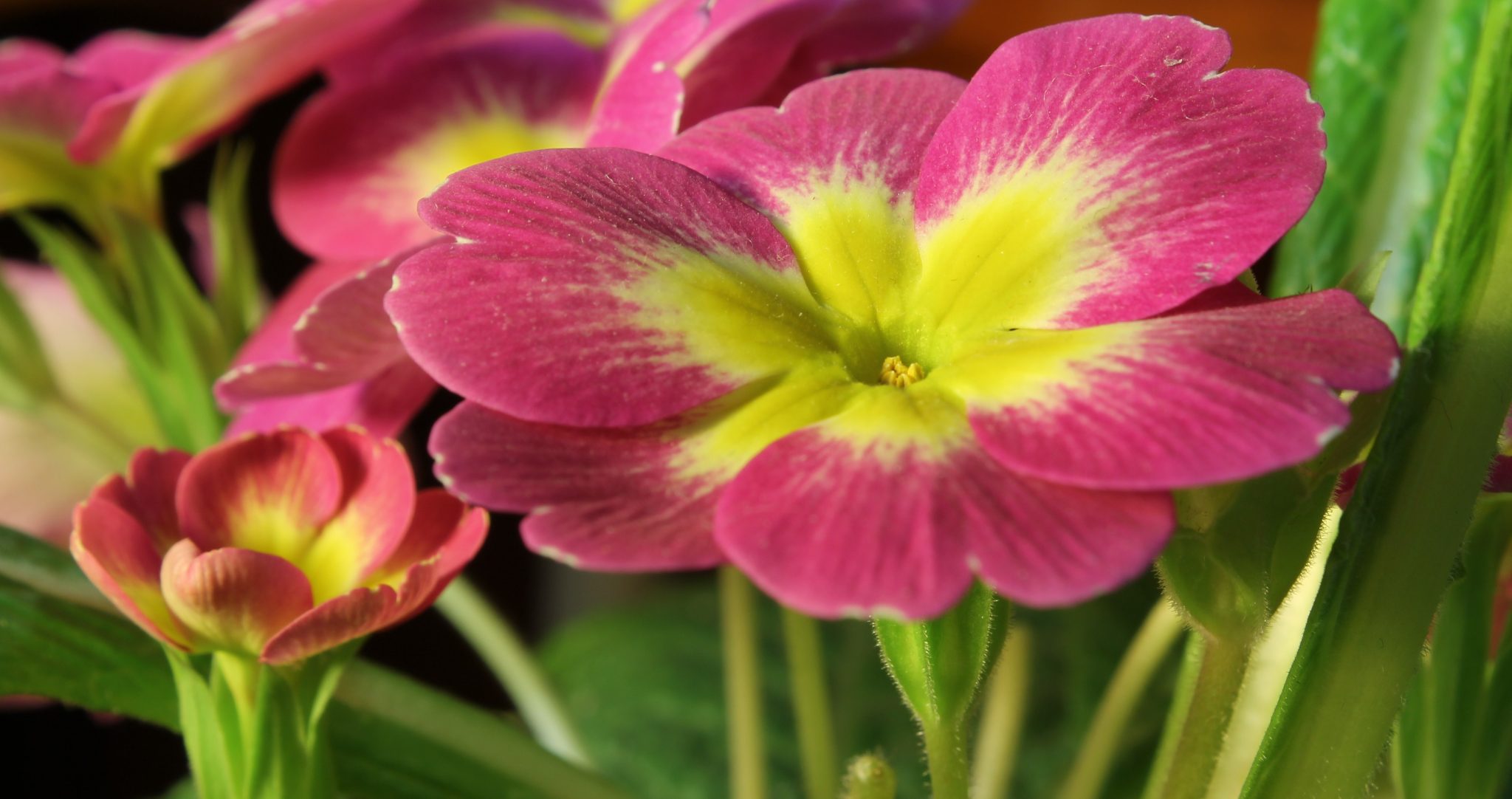 Hymn Reflection #15-- Oh, to Be Like Thee