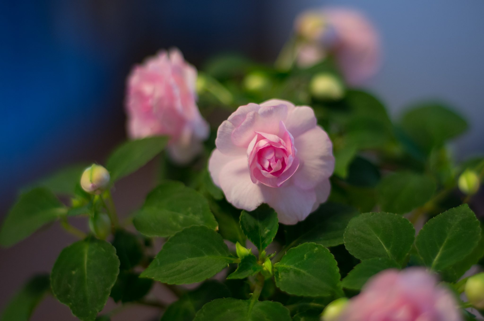 Encouragement and Inspiration from My Heart to Yours #5