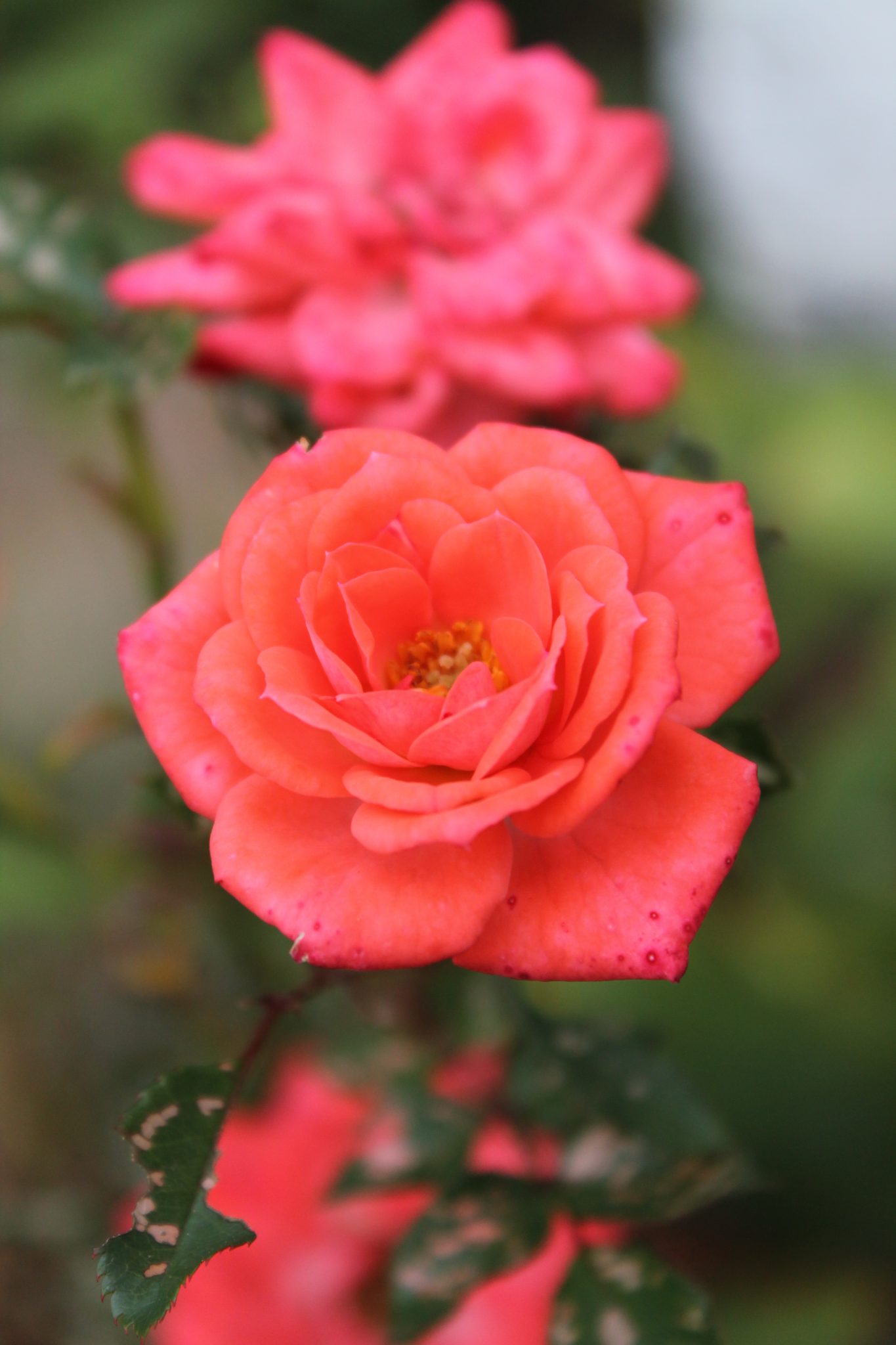 The Right Love Life (Sermon Review)